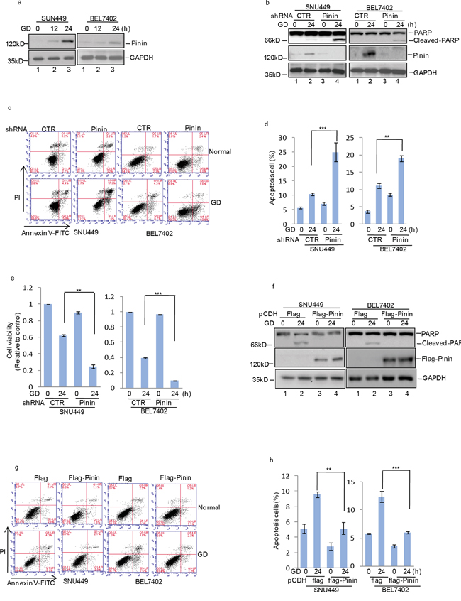 Pinin inhibits glucose deprivation&#x2013;induced apoptosis in HCC cells.