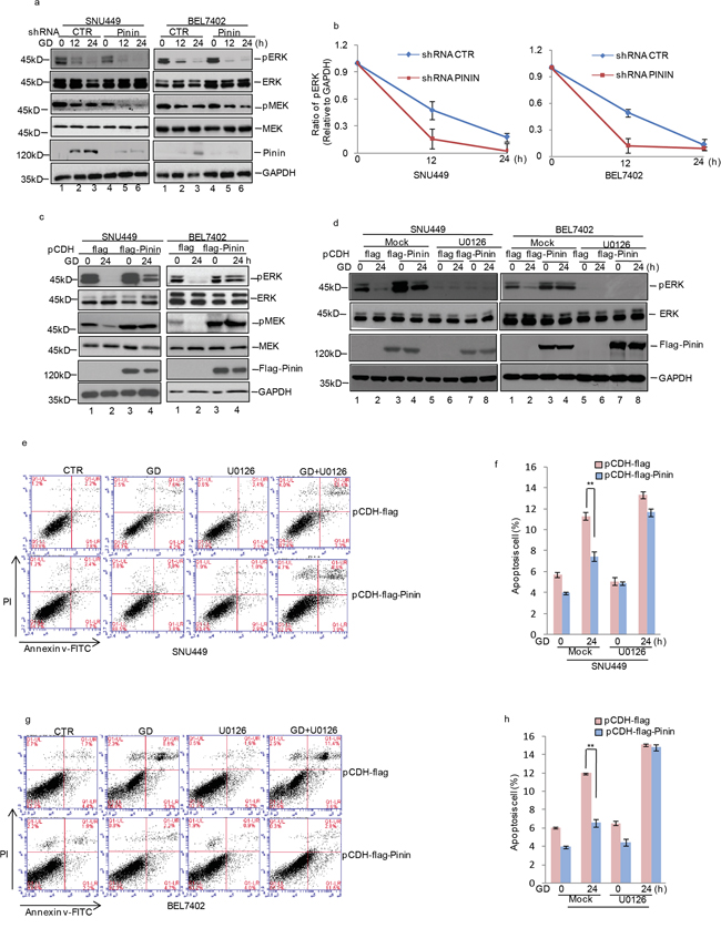 Effects of ERK inactivation on Pinin modulated HCC apoptosis during glucose deprivation.