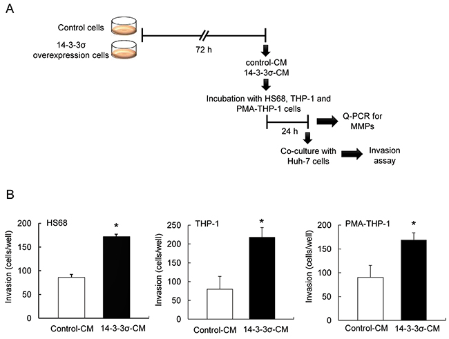 Co-culture of 14-3-3&#x03C3;-CM treated stromal cells enhances cell invasion of Huh-7 cells.