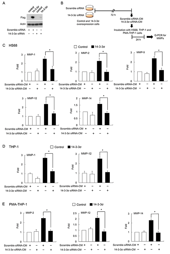 14-3-3&#x03C3; silencing abolished 14-3-3&#x03C3;-CM induced MMPs expression.