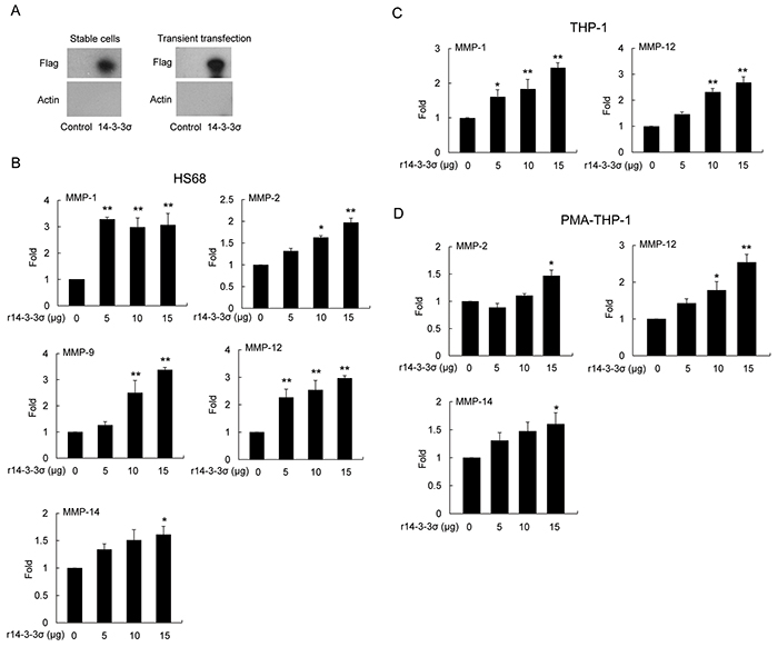 Induced expression of MMPs in stromal cells by 14-3-3&#x03C3; recombinant protein.