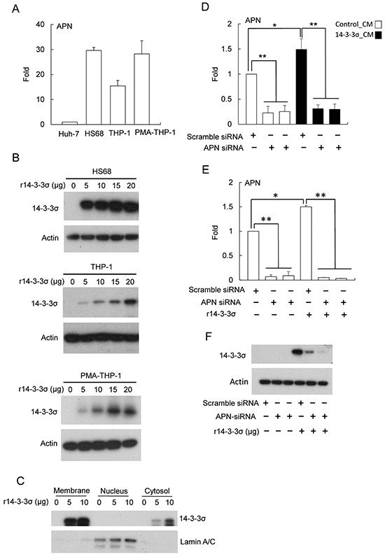 The role of APN for uptake of 14-3-3&#x03C3; in fibroblasts.
