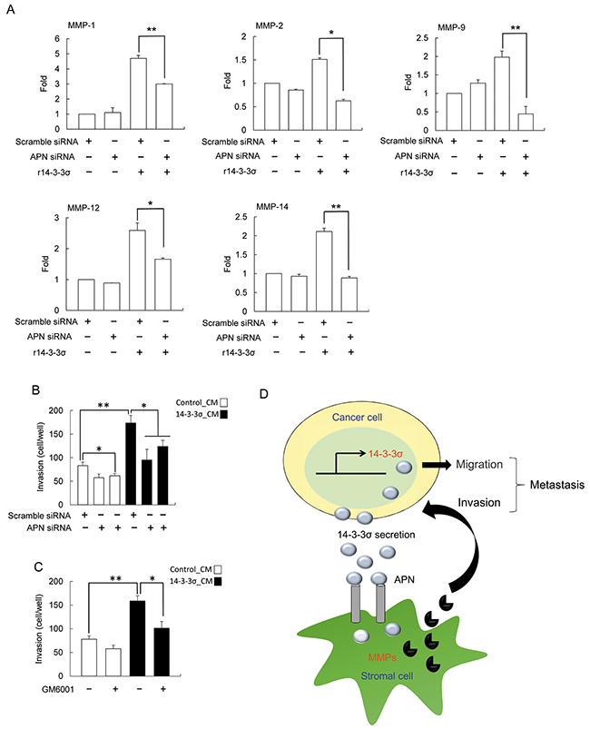 Silencing of APN abrogated the effect of 14-3-3&#x03C3; induced MMPs expression.