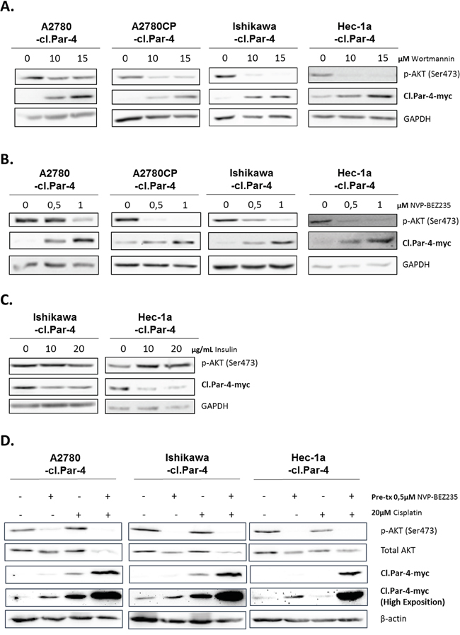PI3K pathway decreases cleaved-Par-4-myc protein.