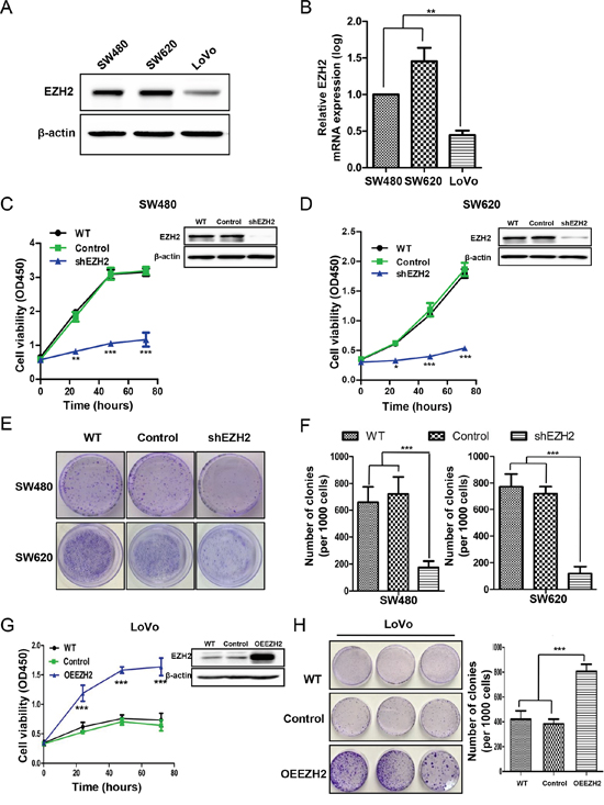 EZH2 promoted CRC cell proliferation and clonogenicity.