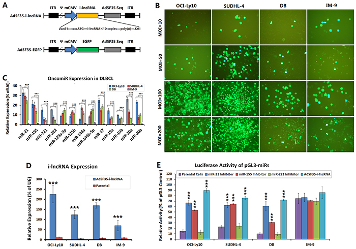 Efficiency of adenovirus infection and expression of OncomiRs and i-lncRNA.