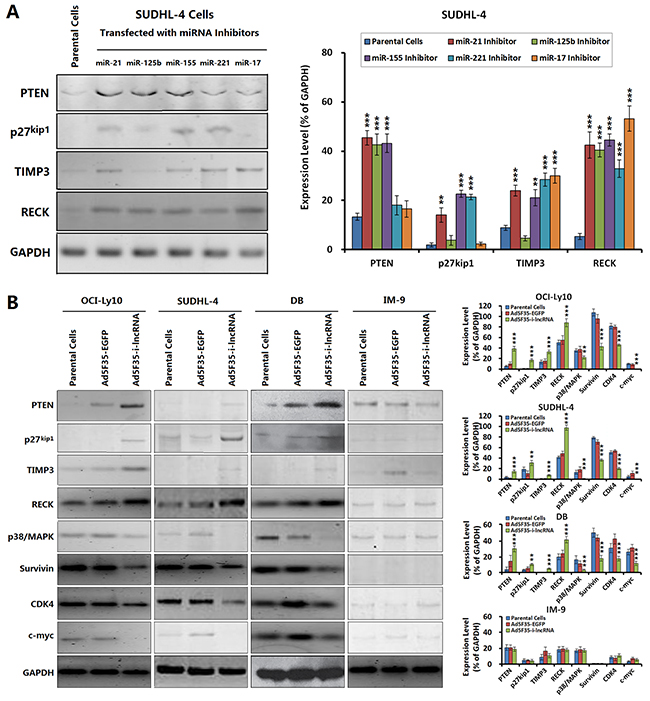 Changes of OncomiR target gene expression mediated by i-lncRNA.