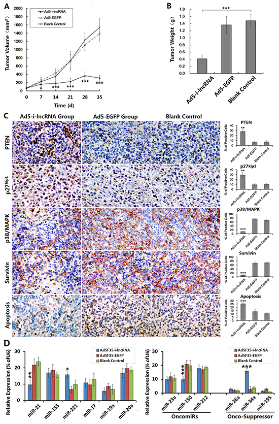 Antitumor efficacy of i-lncRNA on DLBCL xenografts in mouse model.