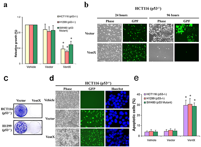 VentX induces apoptotic cancer cell death in p53 deficient cancer cells.