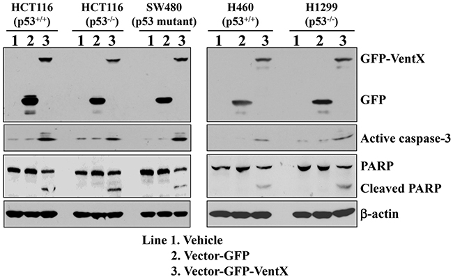 VentX induces activation of Caspase-3 in human cancer cells.