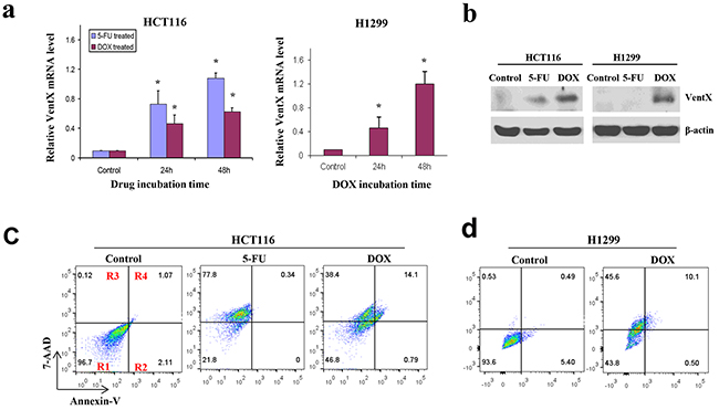 VentX expression is induced by chemoagents in solid tumor cells.