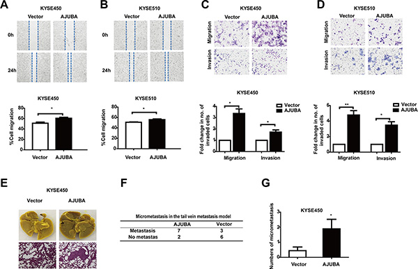 AJUBA overexpression promoted cell motility and invasiveness in vitro and in vivo.
