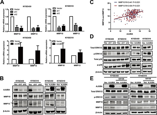 AJUBA upregulated the expression of MMP10 and MMP13 via the ERK1/2 signaling pathway.
