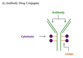 Composition and mode of action of antibody-drug-conjugates (ADC).