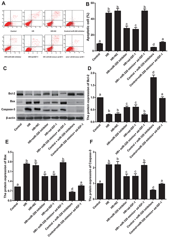 Rat myocardial cell apoptosis rate and apoptosis-related proteins.