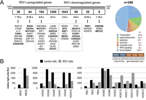 IRX1 overexpression in HEK293T cells.