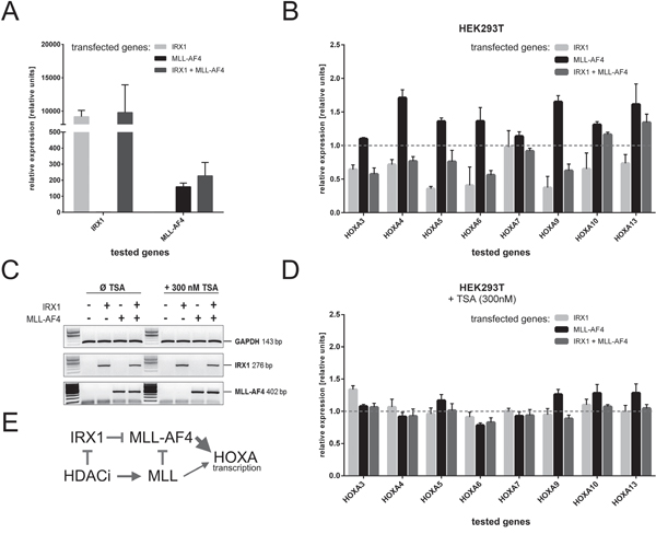 Inhibition of HOXA gene transcription in the presence of IRX1.