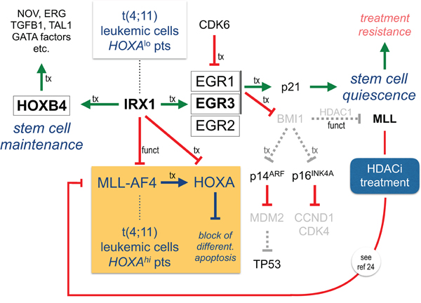 IRX1 functionally represses MLL-AF4 but transcriptionally activates HOXB4 and EGR genes.