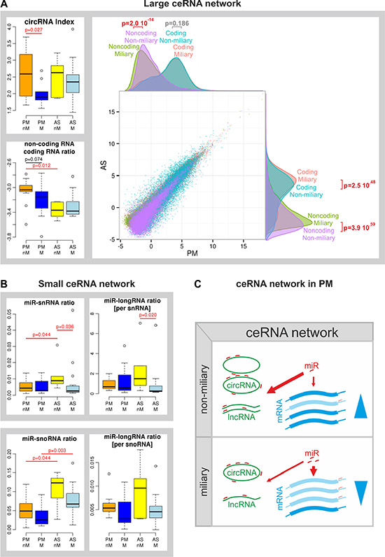 Competing endogenous RNA (ceRNA) network.