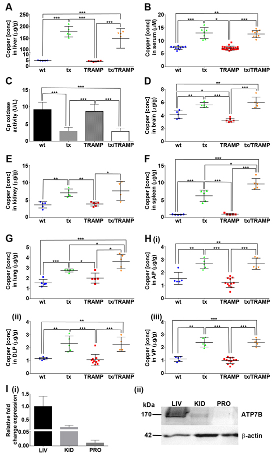 The tx mutation in Atp7b substantially alters systemic copper distribution in mice.