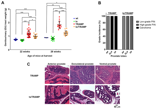 Altered systemic copper distribution impedes prostate cancer growth in TRAMP mice.