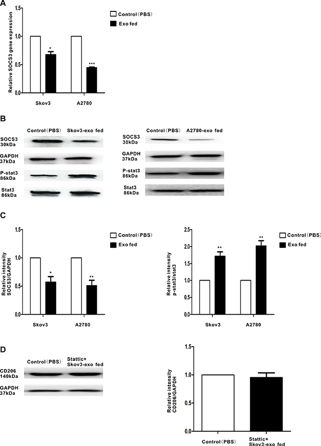 Regulation of SOCS3 expression and the related signaling pathway by EOC-derived exosomes.