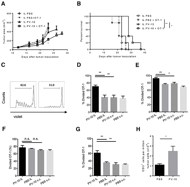 IL injection of PV-10 facilitates the proliferation of tumor-specific CD8&#x002B; T cells in M05-bearing mice.