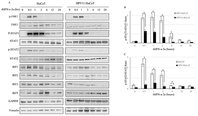 The suppression of JAK-STAT signaling pathway in HPV11.HaCaT Cell line.