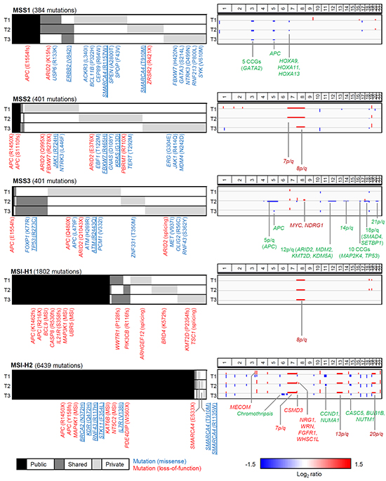 Landscape of somatic mutations and copy number alterations of gastric adenomas.