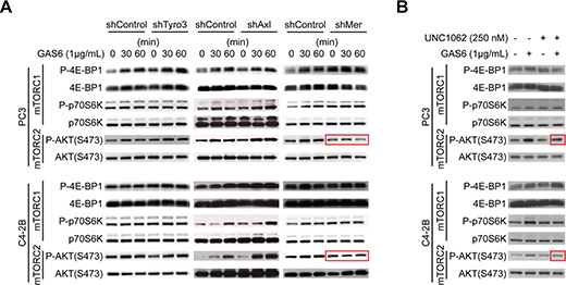 GAS6 activates mTOR signaling through Mer.