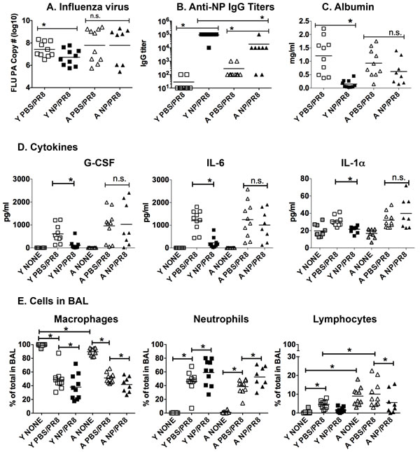 NP vaccination reduces lung inflammatory mediators and damage in influenza infected young but not aged mice.