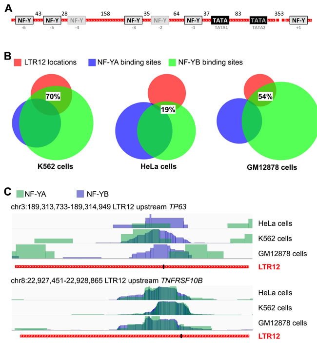 NF-Y binding sites within LTR12.