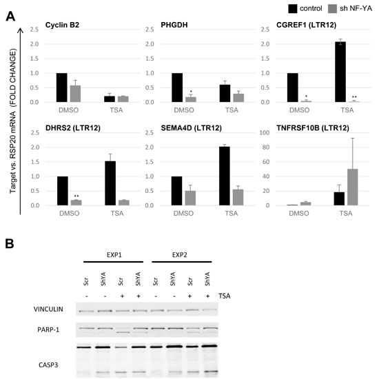 Positive regulation of LTR12 activity by NF-Y.