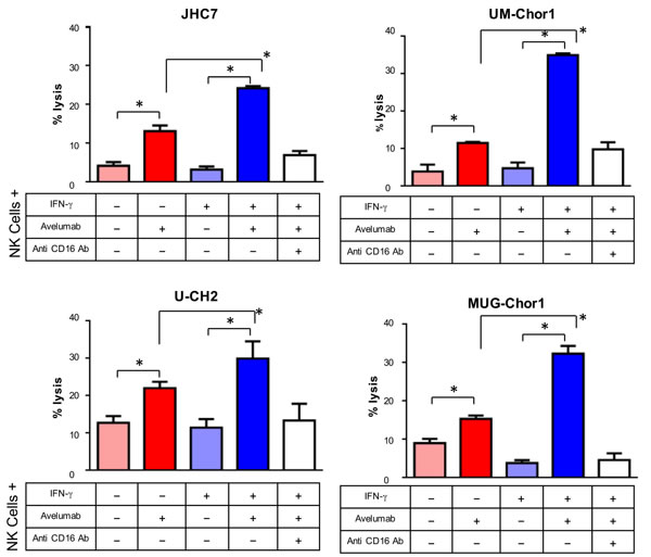 IFN-&#x3b3; treatment increased chordoma cells&#x2019; sensitivity to NK-cell lysis