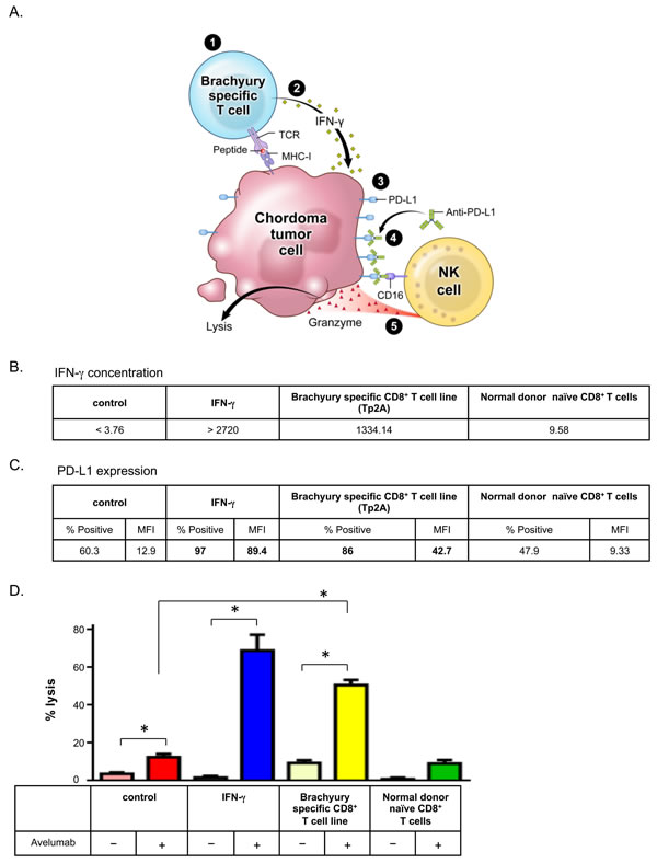 Brachyury-specific CD8