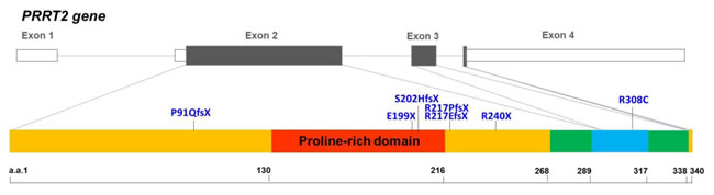 Genomic organization of the human PRRT2 gene and the distribution of the PRRT2 mutations identified in Taiwanese PKD patients.