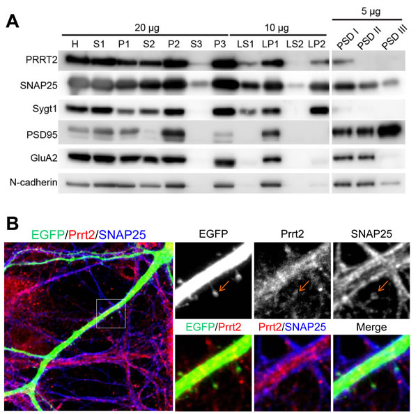 Localization of Prrt2 at the pre- and post-synaptic membranes.