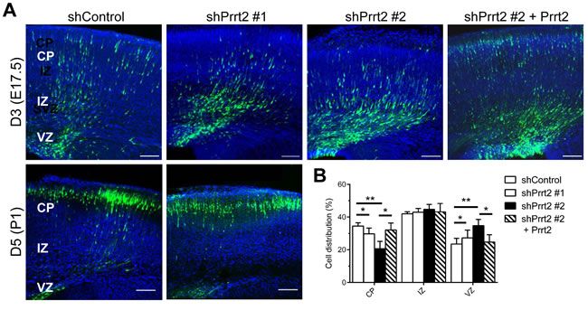 Delay in neuronal migration by Prrt2 knockdown during development.