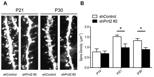 Decreased dendritic spine density after Prrt2 knockdown.