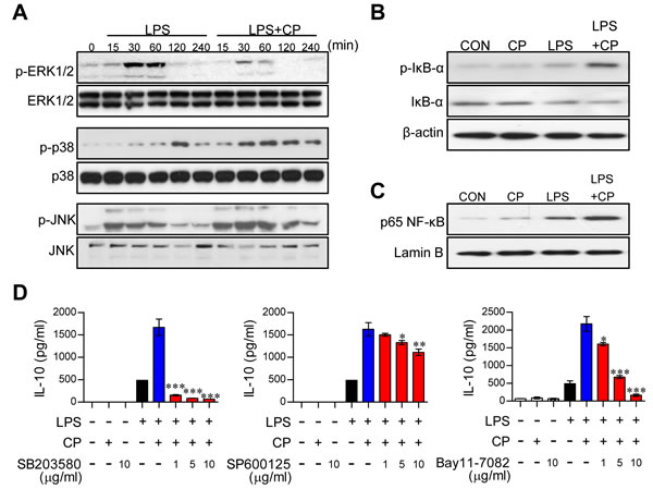 Cisplatin-induced IL-10 production in LPS-activated DCs involved the activation of the p38 MAPK and NF-&#x3ba;B signaling pathways.