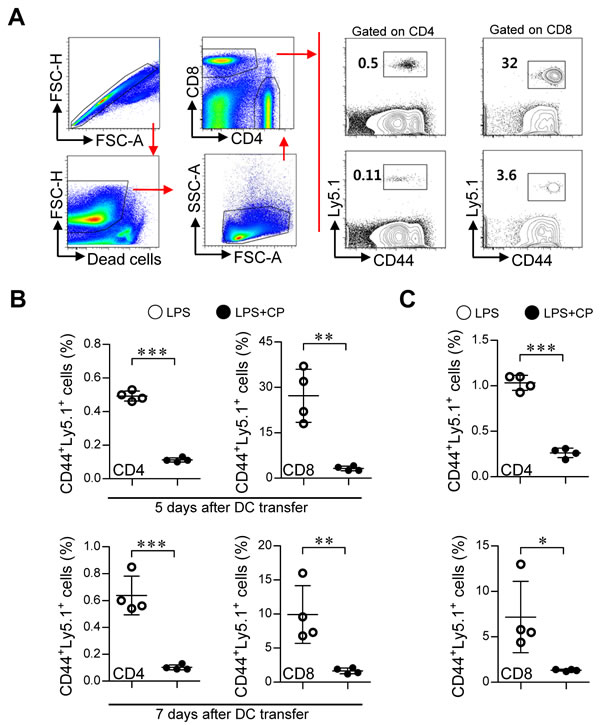 Cisplatin/LPS-primed DCs impaired T cell proliferation
