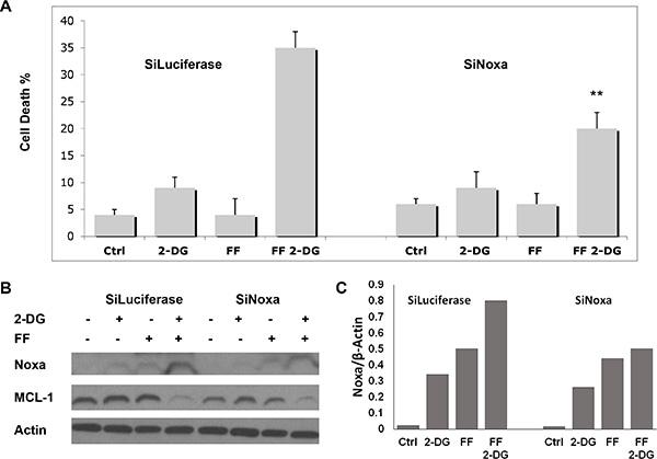 Effects of Knock-down of Noxa by SiRNA on cell death induced by the combination of FF and 2-DG.