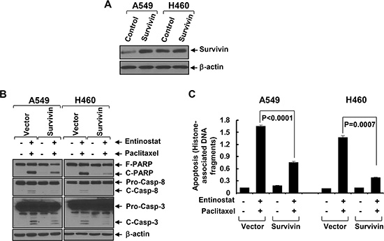 Ectopic expression of Survivin significantly attenuates entinostat potentiation of paclitaxel-induced apoptosis.