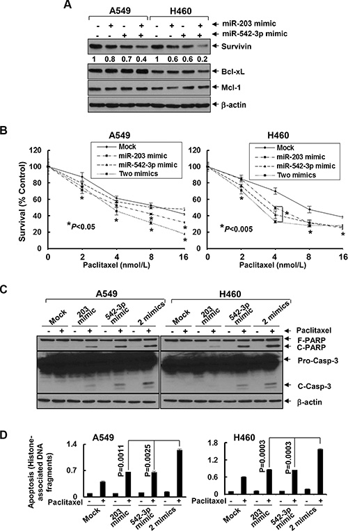 MiR-203 and/or miR-542-3p mimics specifically downregulate Survivin and significantly enhance paclitaxel-induced growth inhibition and apoptosis in NSCLC cells.