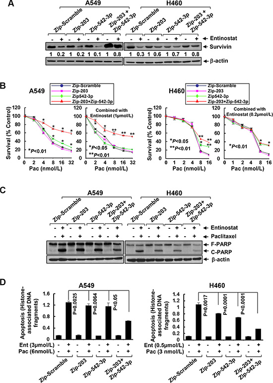 Specific knockdown of miR-203 and/or miR-542-3p reverses entinostat-enhanced paclitaxel-mediated growth inhibition and apoptosis in NSCLC cells.