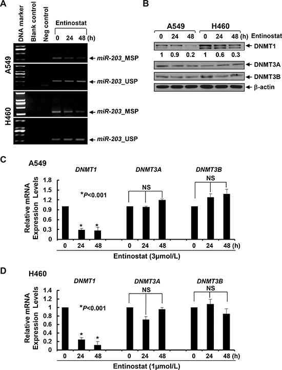 Entinostat demethylates miR-203 promoter in NSCLC cells correlated with the downregulation of both protein and mRNA levels of DNMT1 in vitro.