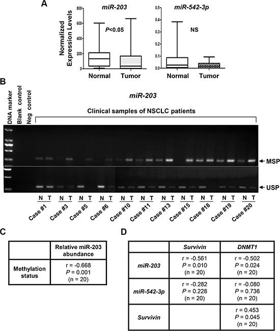 The expression levels of miR-203, but not miR-542-3p, are significantly increased, associated with miR-203 promoter hypermethylation, and inversely correlated with the expression of DNMT1 and Survivin in NSCLC tumors.