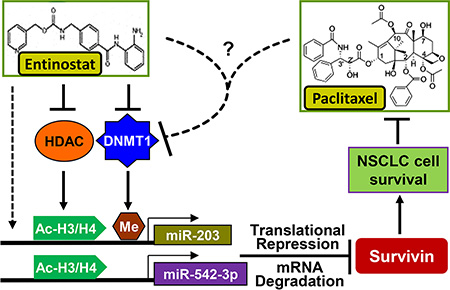 Proposed model underlying the mechanism of entinostat potentiation of paclitaxel-mediated antitumor activity against NSCLC.