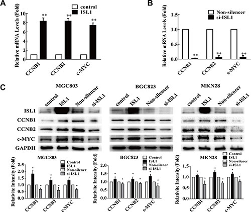 ISL1 regulated CCNB1, CCNB2 and c-MYC expression.