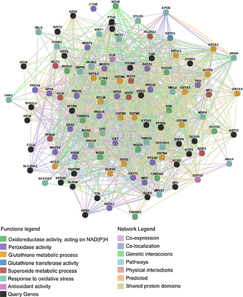 Network of 111 genes associated to the antioxidant system.